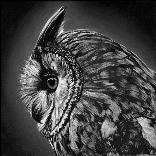 Fine Art Prints "Owlbert" Black & White Long eared Owl painting by Dawn Victoria, side profile Owls eye, birds of prey closeup art